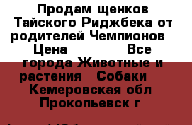 Продам щенков Тайского Риджбека от родителей Чемпионов › Цена ­ 30 000 - Все города Животные и растения » Собаки   . Кемеровская обл.,Прокопьевск г.